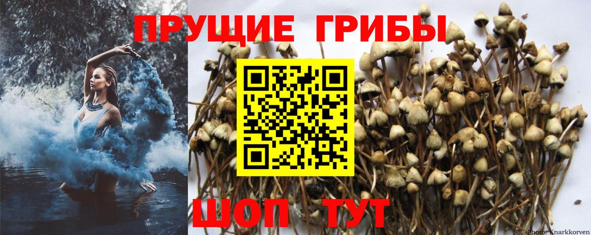 Псилоцибиновые грибы мухоморы Балтийск
